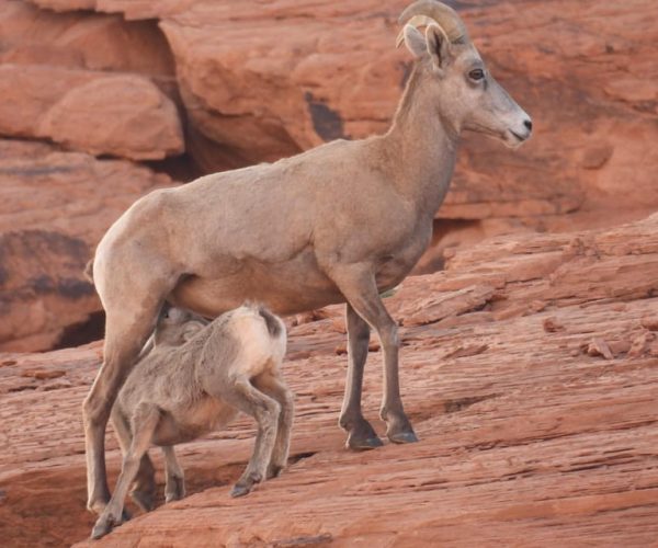 Private Valley of Fire Adventure – Valley of Fire, Nevada