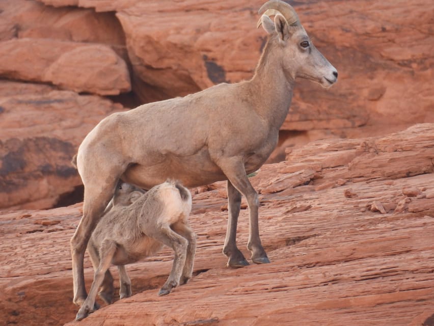 Private Valley of Fire Adventure – Valley of Fire, Nevada