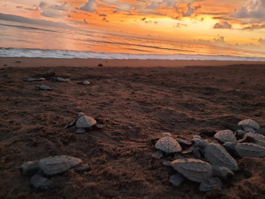 Puerto Vallarta: Sea turtle release at Sunset – Puerto Vallarta, Mexico