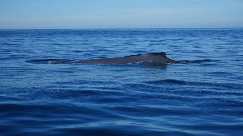 Puerto Vallarta: Whale Watching with Guide – Puerto Vallarta, Mexico