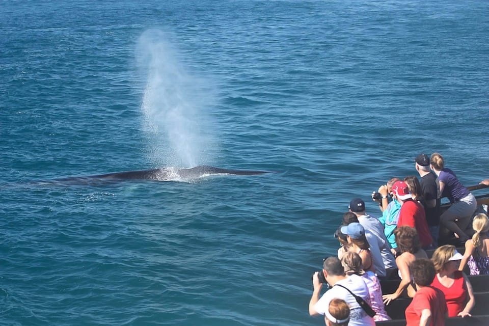 San Diego: Whale Watching Tour – San Diego, California