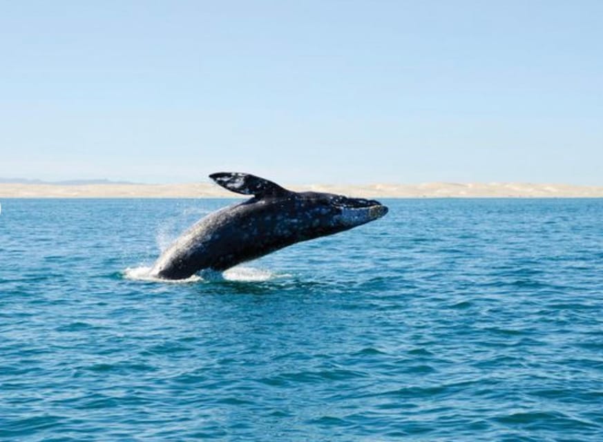 San Diego: Whale and Dolphin Watching Cruise – San Diego, California