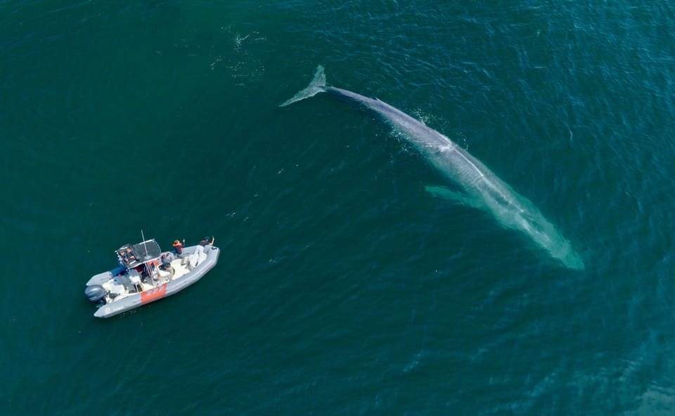 San Diego: Whale and Dolphin Watching Speedboat Tour – San Diego, California