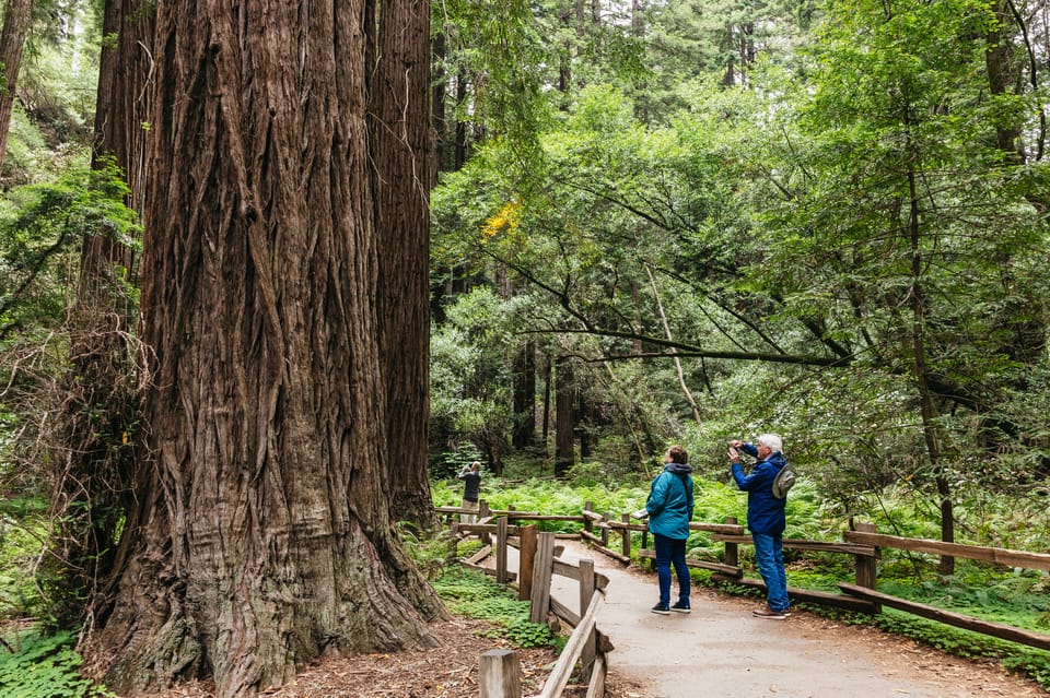 San Francisco: Muir Woods, Napa & Sonoma Valley Wine Tour – San Francisco, California