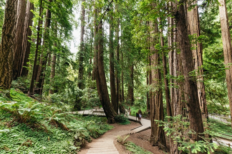 San Francisco: Muir Woods and Sausalito Small-Group Tour – San Francisco, California