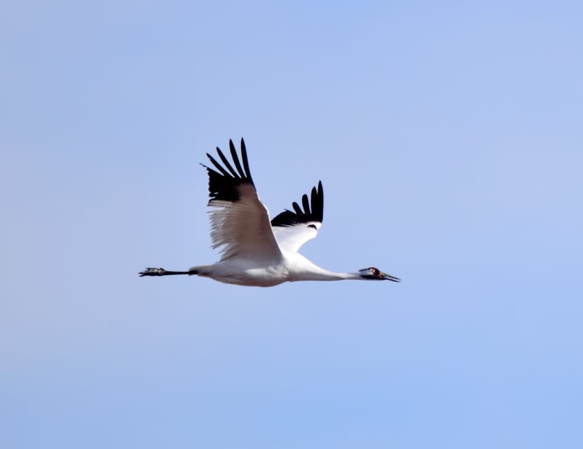 Saskatoon, Canada: 8-hour tour to view Whooping Cranes – Saskatoon, Canada