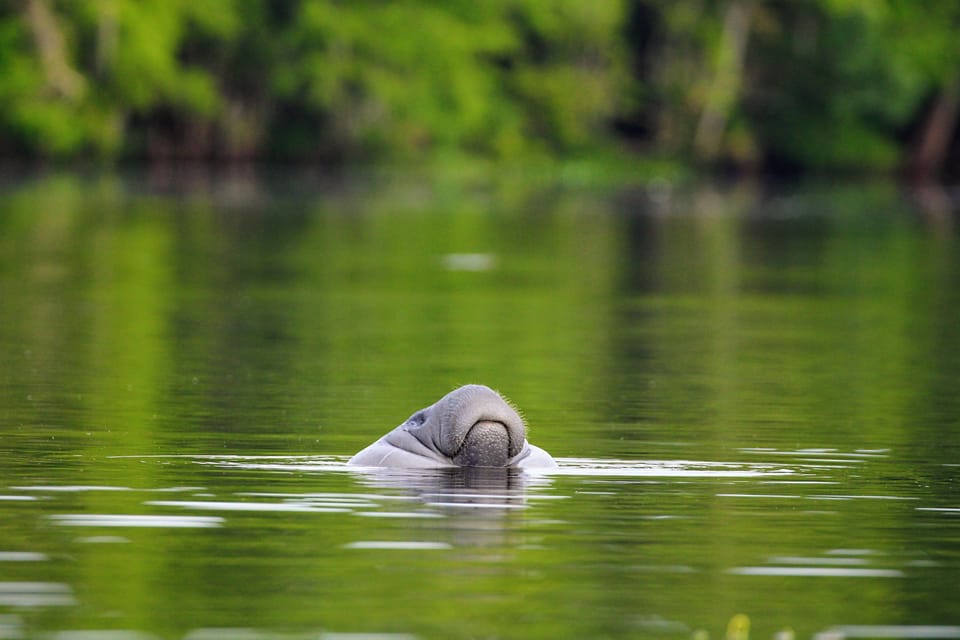 Silver Springs Manatee Kayaking Tour – Silver Springs State Park, Florida