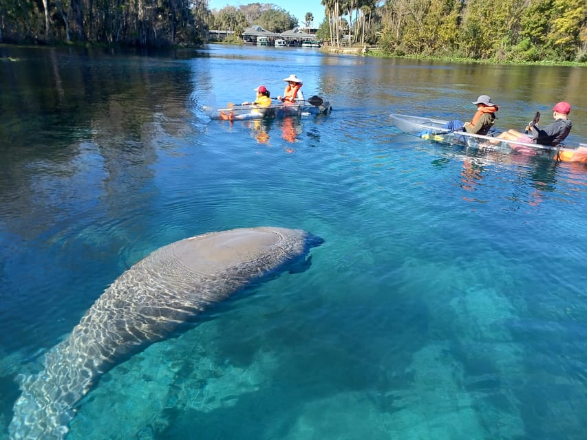 Silver Springs: Manatees and Monkeys Clear Kayak Guided Tour – Silver Springs State Park, Florida