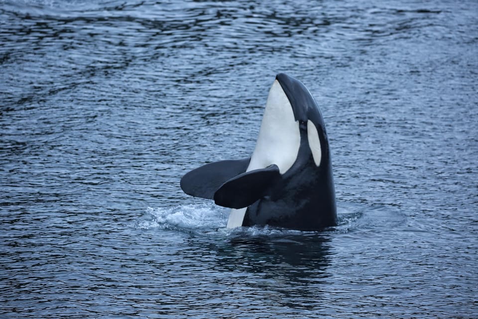 Sitka: 2-Hour Whale Watching and Wildlife Tour – Alaska, Alaska