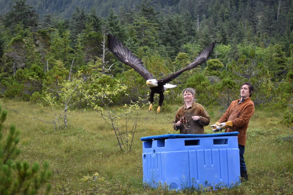 Sitka: Alaska Raptor Center Admission Ticket – Alaska, Alaska