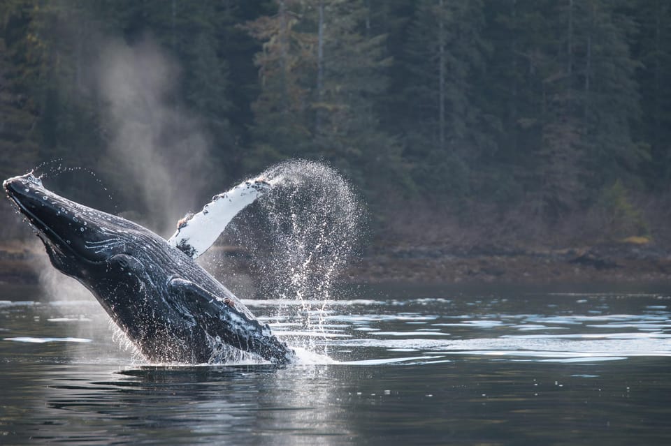 Sitka: Marine Wildlife Tour – Juneau City, Alaska