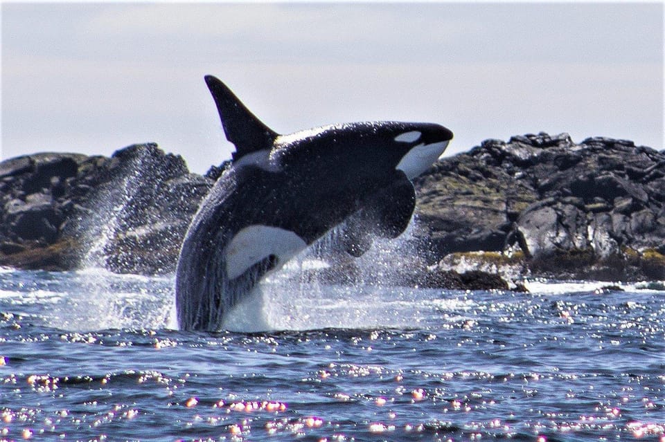 Sitka: Wildlife Charter Boat Tour – Alaska, Alaska