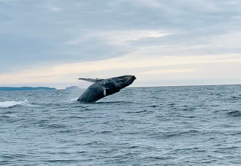 Sitka:Private Wildlife/Whale Watching for 6 w/Transportation – Alaska, Alaska