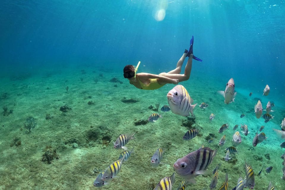 Snorkeling in Cozumel waters in a transparent boat + Beers – San Miguel de Cozumel, Mexico