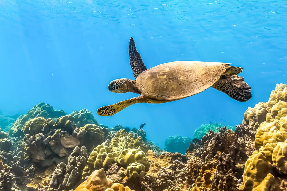 South Maui: Eco Friendly Molokini and Turtle Town Tour – Hawaii, Hawaii