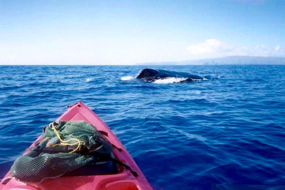 South Maui: Whale Watch Kayaking and Snorkel Tour in Kihei – Kihei, Hawaii