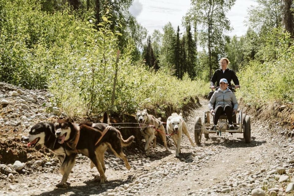 Talkeetna: Mushing Experience with Iditarod Champion Dogs – Talkeetna, Alaska