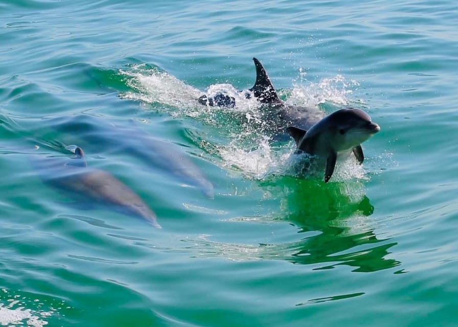 Tarpon Springs: Evening Dolphin Cruise – Anclote Key Preserve State Park, Florida