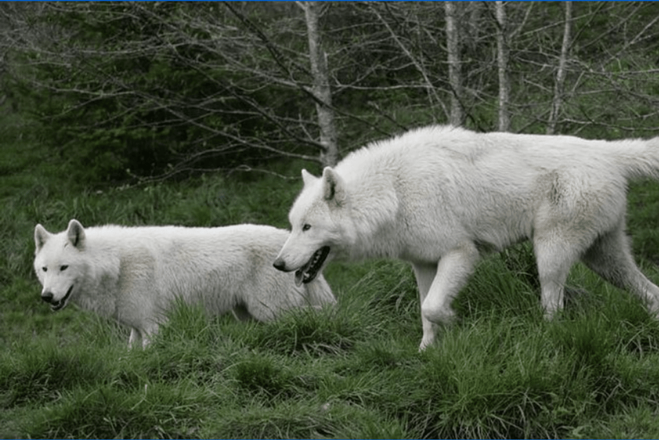 Tidewater: White Wolf Sanctuary Tour and Presentation – White Wolf Sanctuary, Oregon