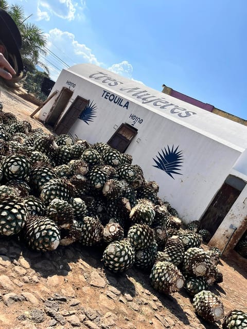 Tour Privado a Tequila Experiencia precio por 4 viajeros. – Amatitán, Mexico