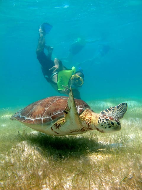 Tulum & Turtles Private Tour – Playa del Carmen, Mexico