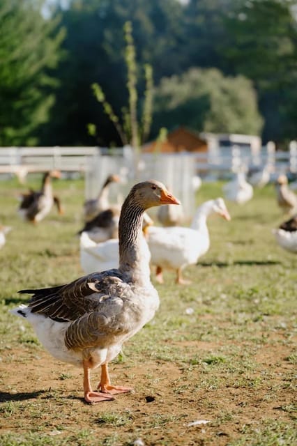 Unique gourmet tour visiting Quebec farms near Montreal – Montreal, Canada