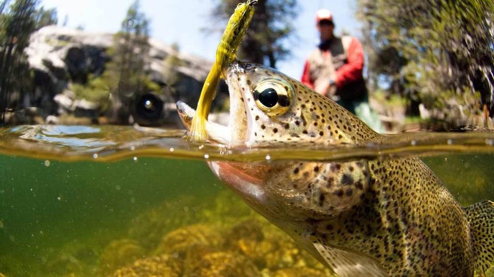 Upper Colorado River Guided Fly Fishing Trip – Arkansas River, Oklahoma