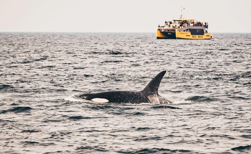 Vancouver, BC: Whale Watching Tour – Vancouver, Canada