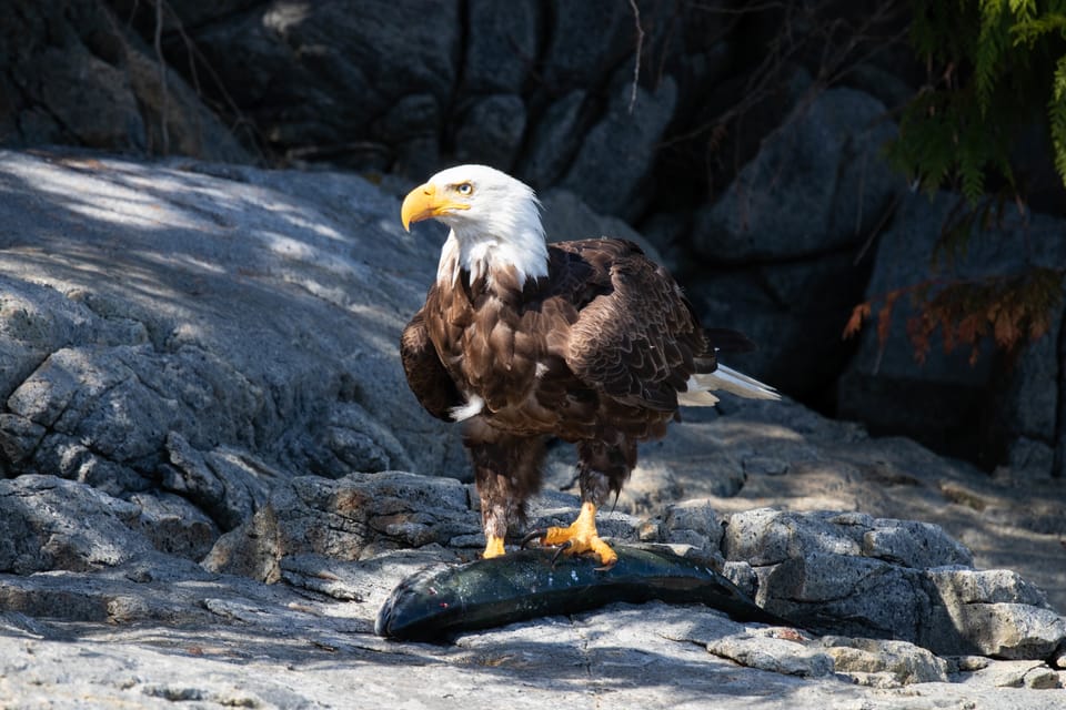 Vancouver Island: Campbell River Coastal Wildlife Adventure – Vancouver, Canada