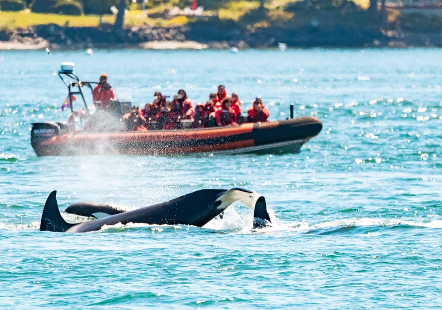 Victoria: 3-Hour Zodiac Whale-Watching Tour – Victoria, British Columbia, Canada