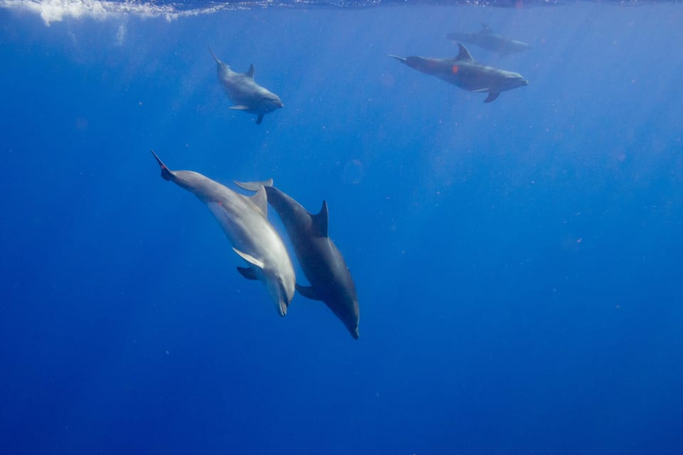 Waianae, Oahu: Swim with Dolphins (Semi-Private Boat Tour) – Hawaii, Hawaii