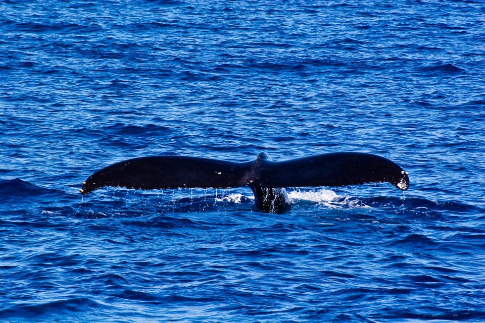 Waianae, West Oahu: Whale Watching Tour (Semi-Private Tour) – Hawaii, Hawaii