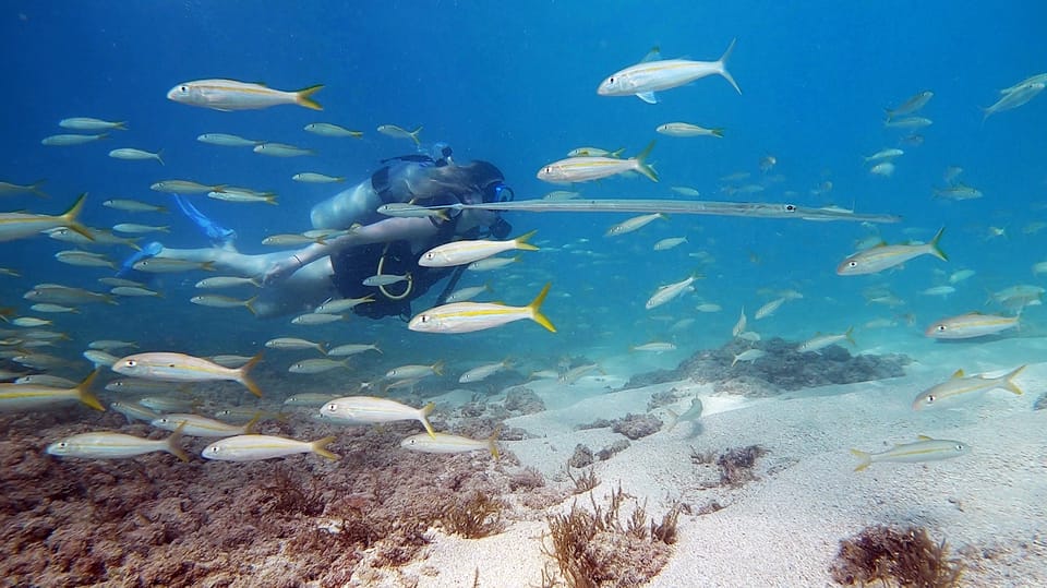 Waikiki: Honolulu Beginner Scuba Diving with Videos – Honolulu, Hawaii