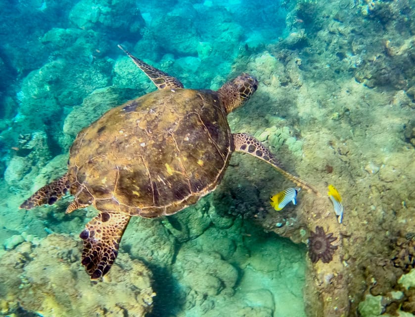 Wailea Beach: Snorkeling Tour for Non-Swimmers & Beginners – Wailea, Hawaii