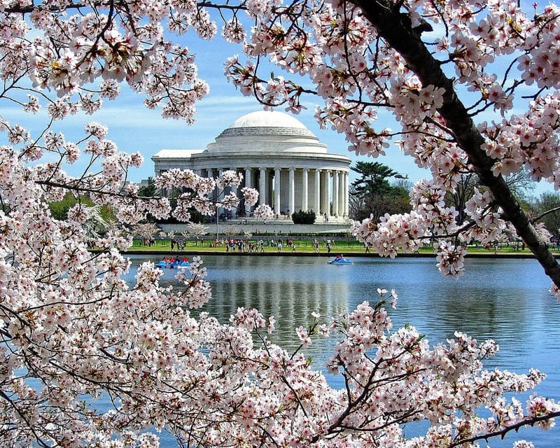 Washington DC : Cherry blossom walking tour – Washington DC