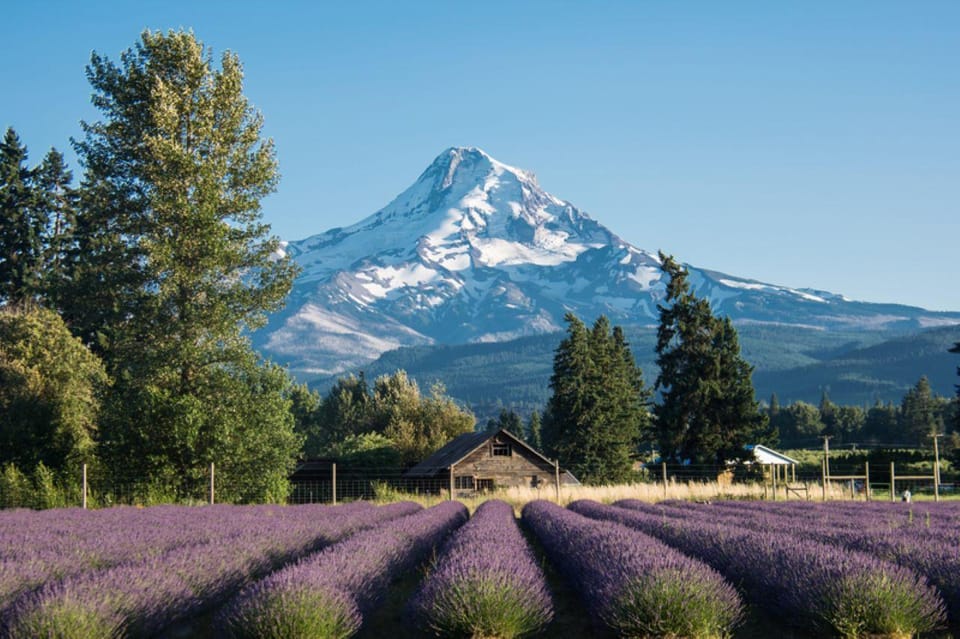 Waterfalls and Wine, plus Mt. Hood’s Timberline Tour – Mt. Hood National Forest, Oregon