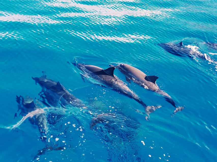 West O’ahu: Swim with Dolphins Catamaran Cruise – Hawaii, Hawaii