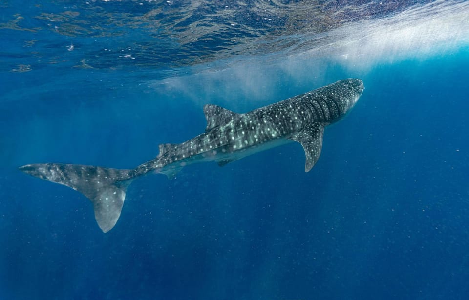 Whale Shark Encounter – Punta Sam Ferry Terminal, Mexico