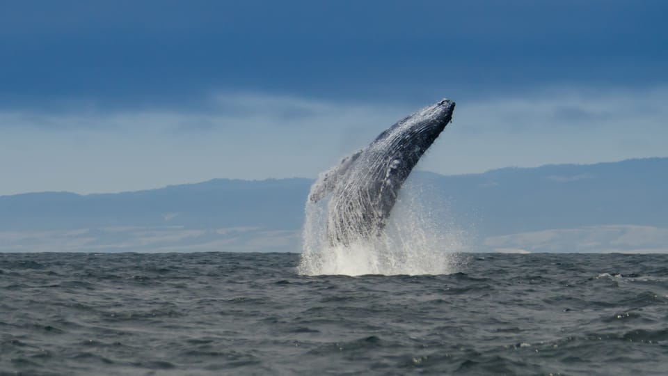 Whale and wildlife watching Private and Semi-Private tours – California, California