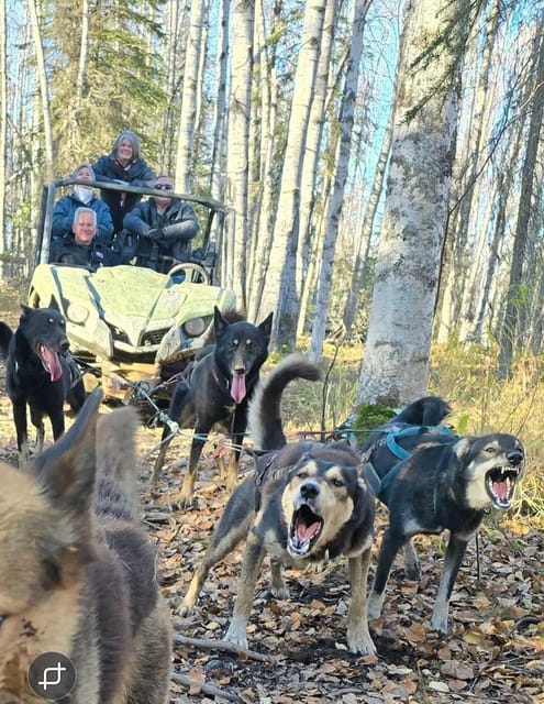 Willow: Fall Dog Sled Adventure – Alaska, Alaska