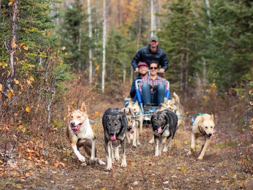 Willow: Summer Dog Sledding Ride in Alaska – Alaska, Alaska