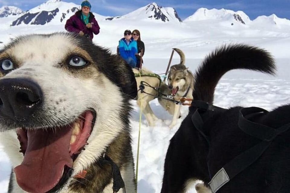 Willow: Winter Dog Sledding Adventure – Alaska, Alaska