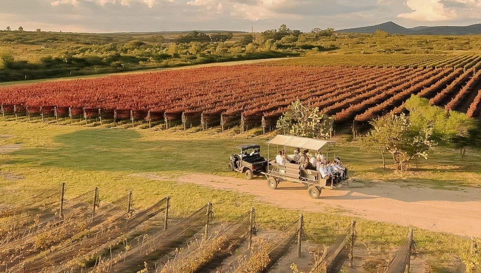 Wine tour and tasting at Vinícola Tierra de Luz – Lagos de Moreno, Mexico