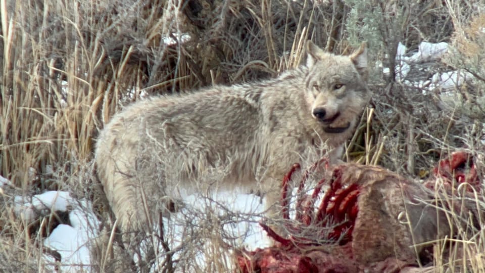 Yellowstone: Full-Day Private Guided Tour by Car with Lunch – Lower Yellowstone Falls, Wyoming