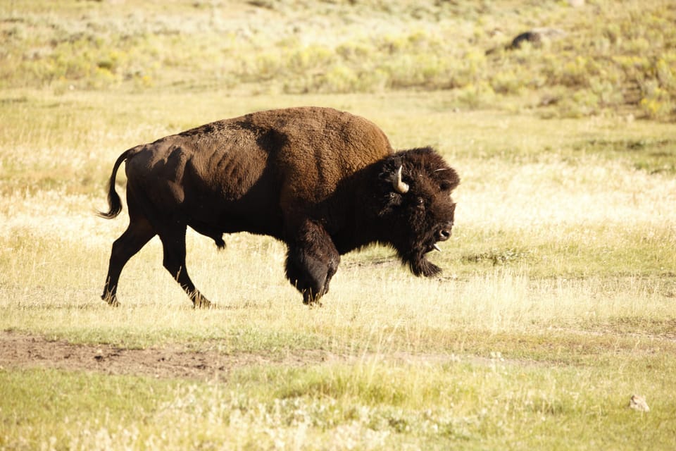 Yellowstone NP: Wolf and Wildlife Watching Private Day Tour – Lamar Valley, Wyoming