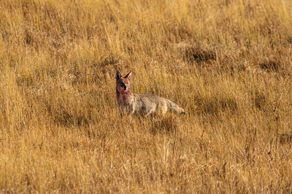 Yellowstone National Park: 1 Day Wildlife Photography Tour – Lamar Valley, Wyoming