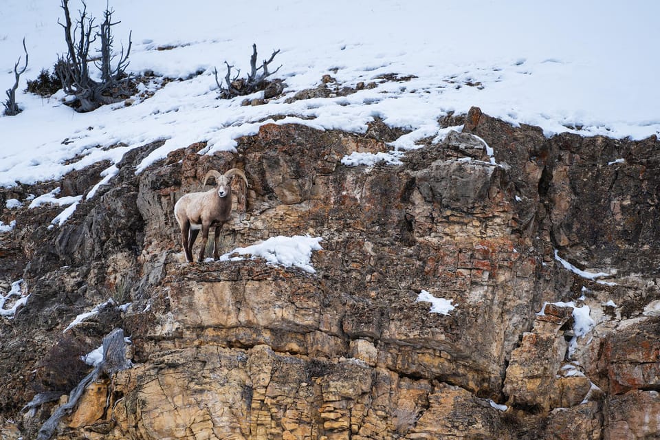 Yellowstone National Park: 3 Day Wildlife Photography Tour – Lamar Valley, Wyoming