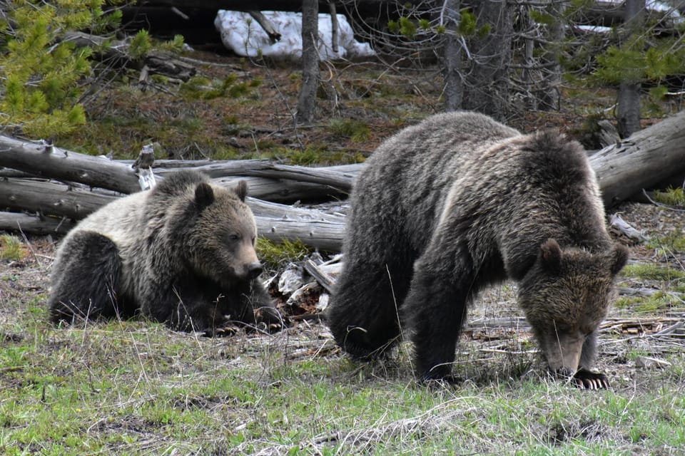 Yellowstone Wildlife Tours: From West Yellowstone Montana – Yellowstone River, Missouri