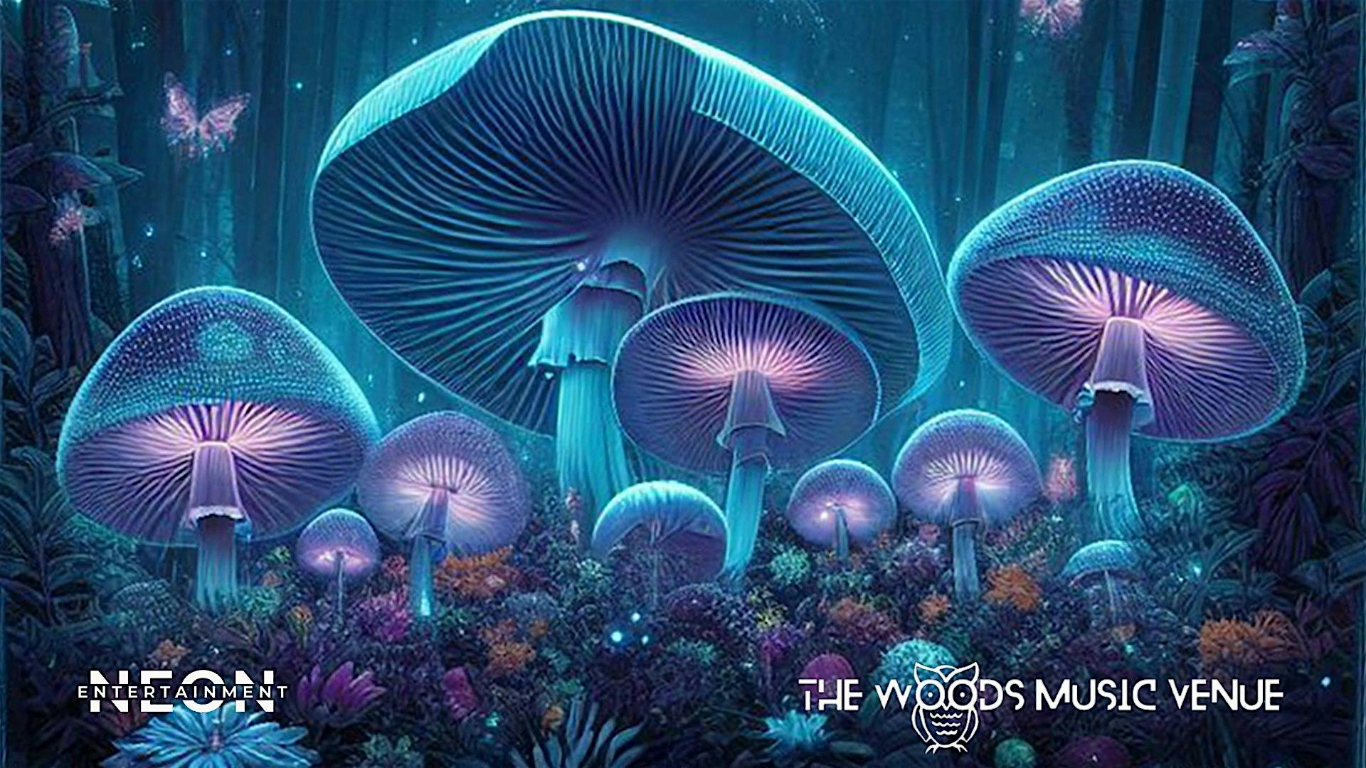 8th Annual Woodsfest Music Festival at The Woods Music Venue – Kirksey, KY