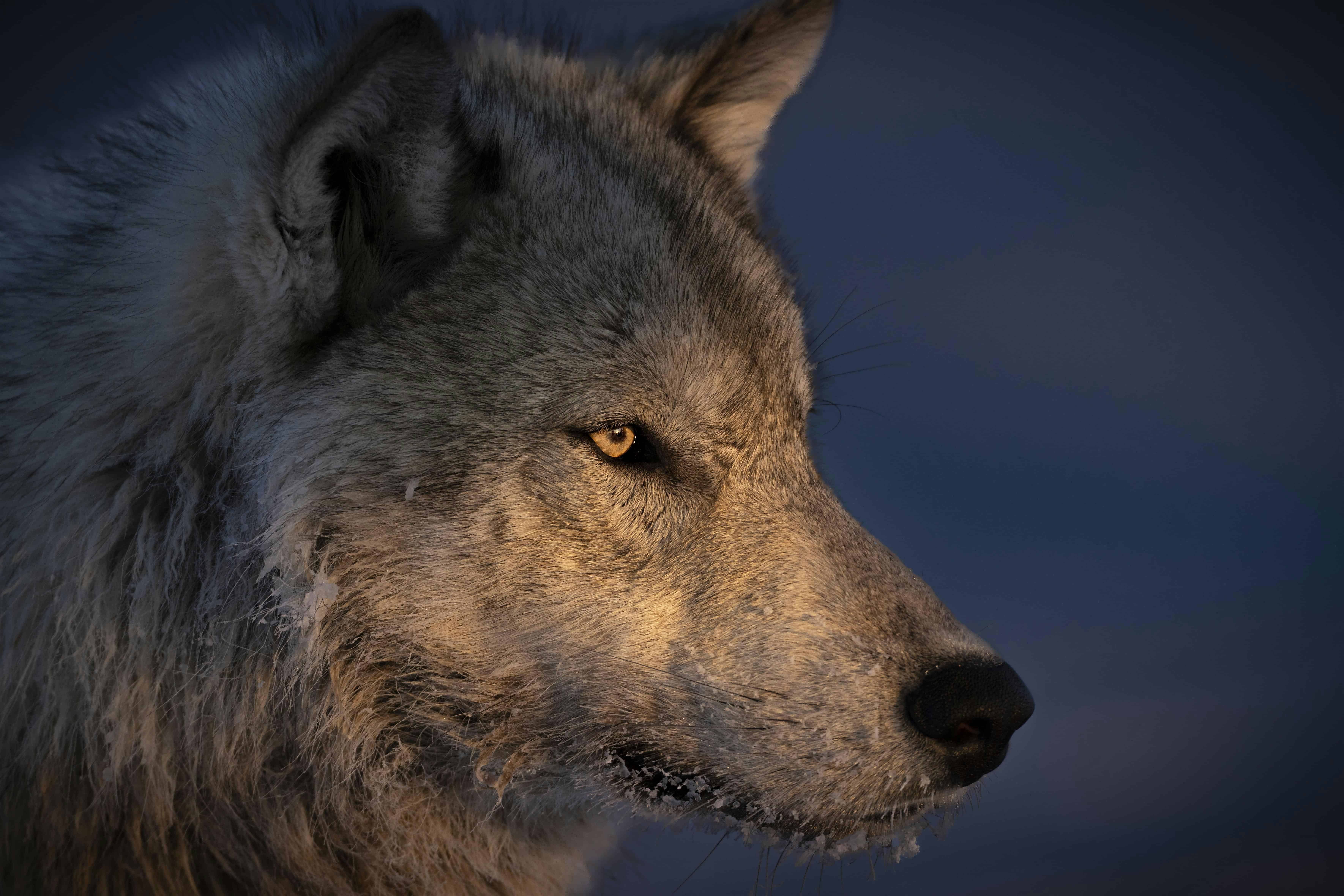 In The Company of Wolves at Mike’s Camera Inc. Boulder – Boulder, CO